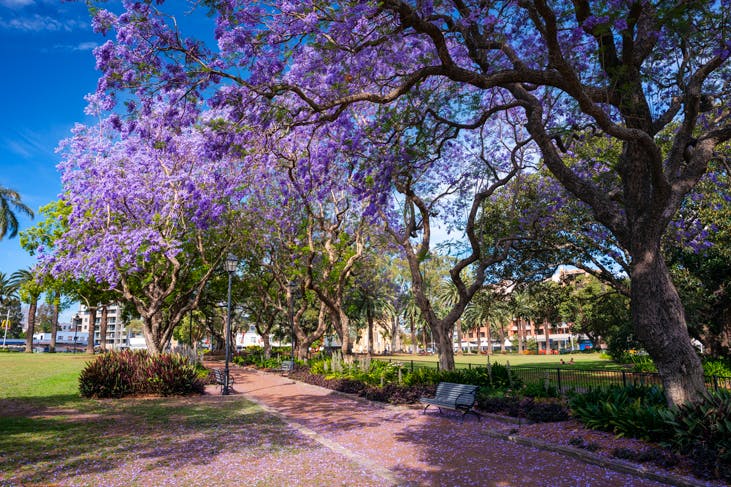 Jacarandas over a pathway on a pram-friendly walk in Sydney